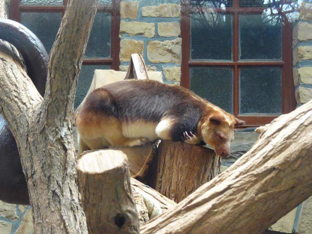 Goodfellow`s Tree-Kangaroo at the Antwerp Zoo