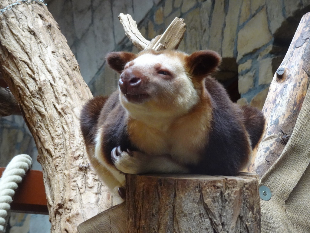 Goodfellow`s Tree-Kangaroo at the Antwerp Zoo