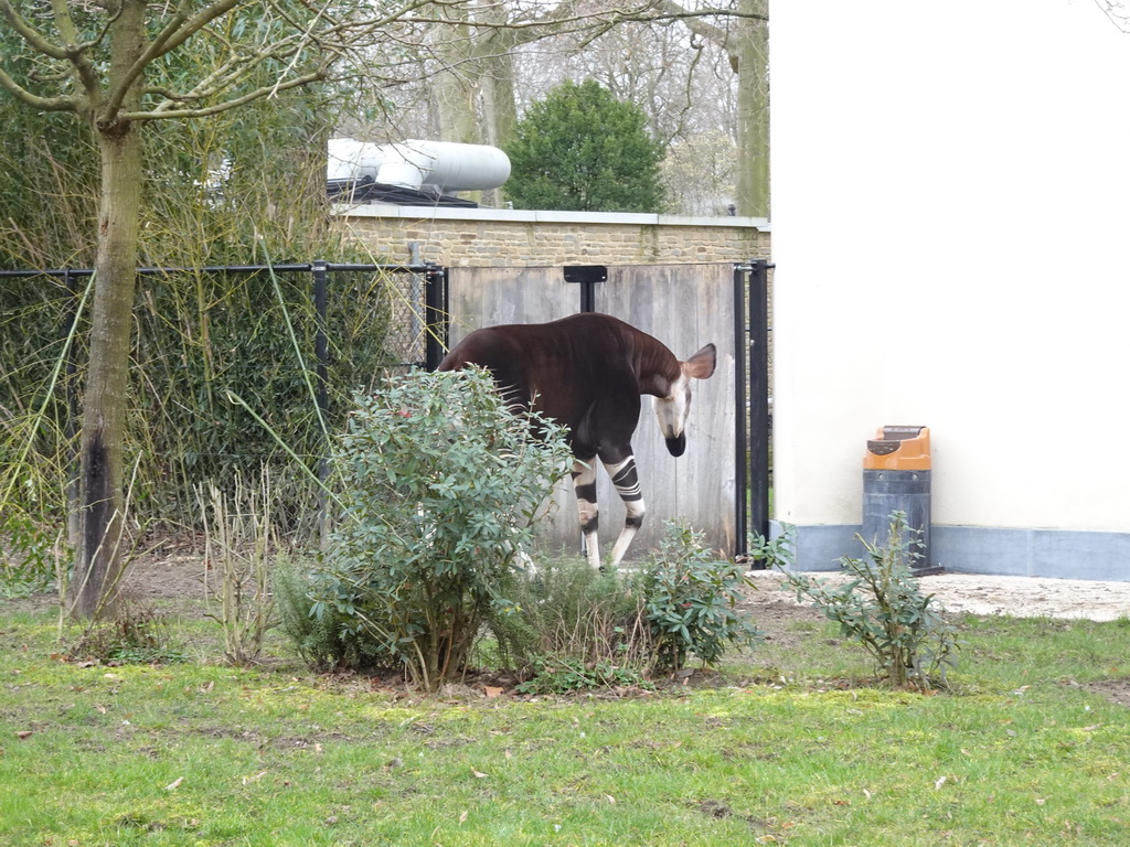 Okapi at the Antwerp Zoo