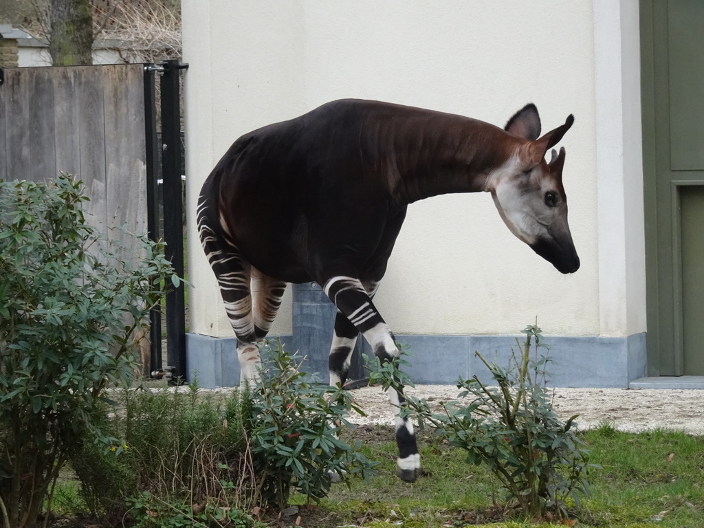 Okapi at the Antwerp Zoo