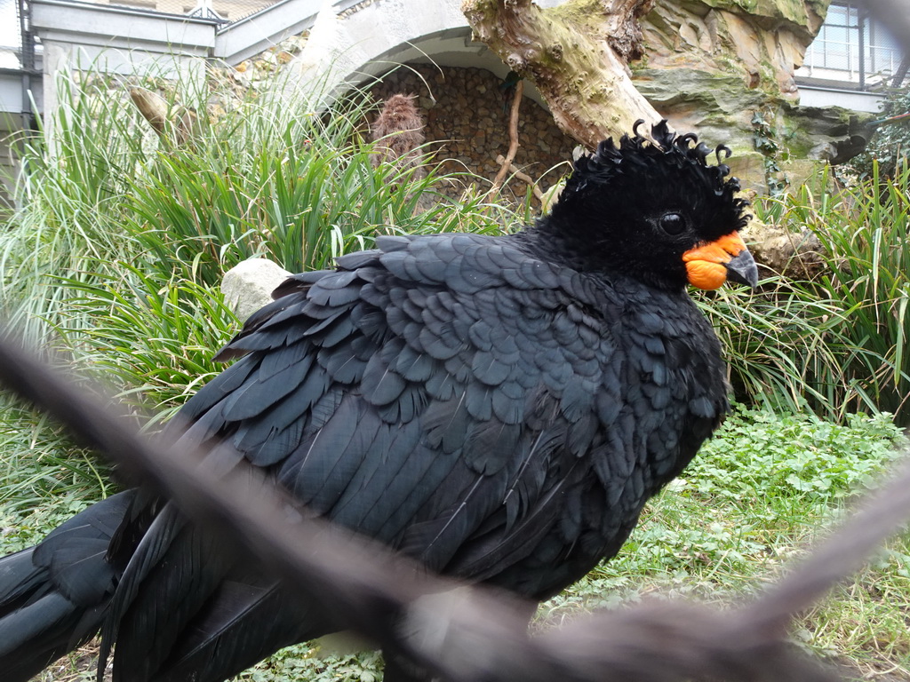 Bird at the Antwerp Zoo