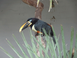 Chestnut-eared Aracari at the Antwerp Zoo