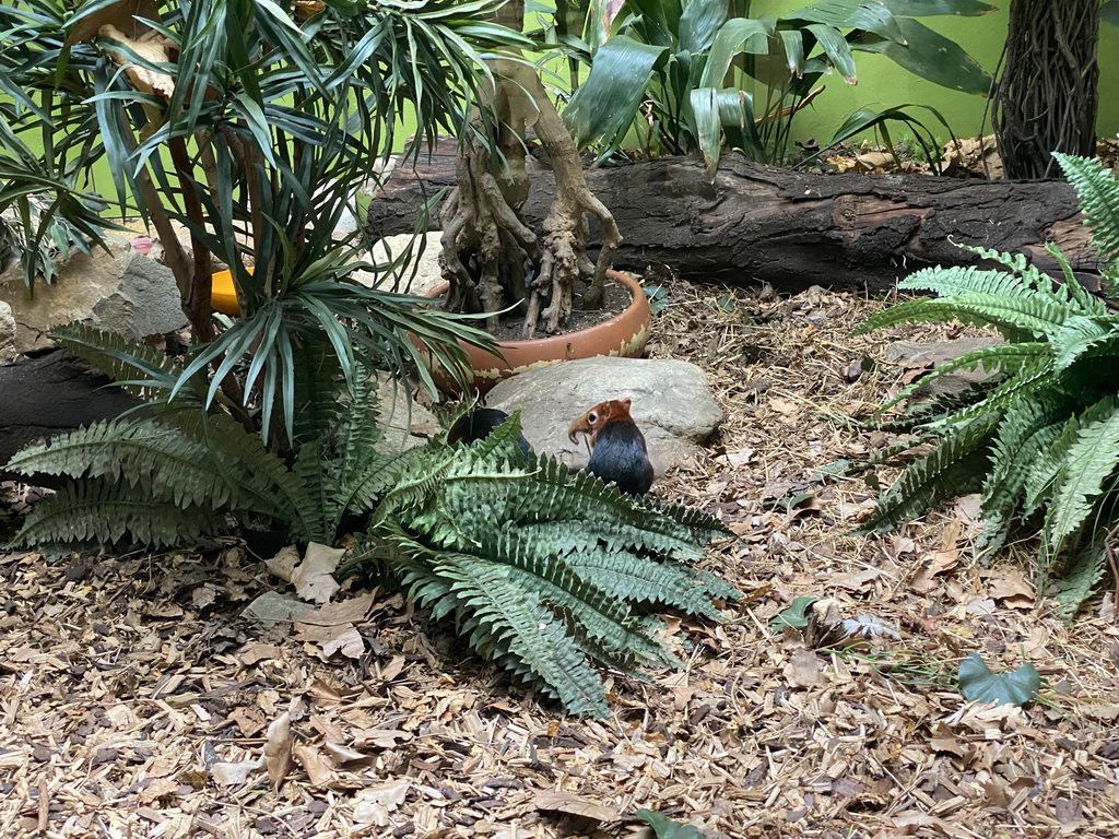 Black and Rufous Elephant Shrew at the Primate Building at the Antwerp Zoo