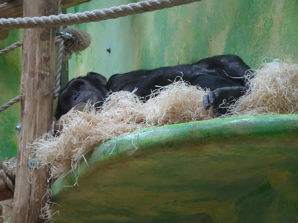 Chimpanzee at the Primate Building at the Antwerp Zoo