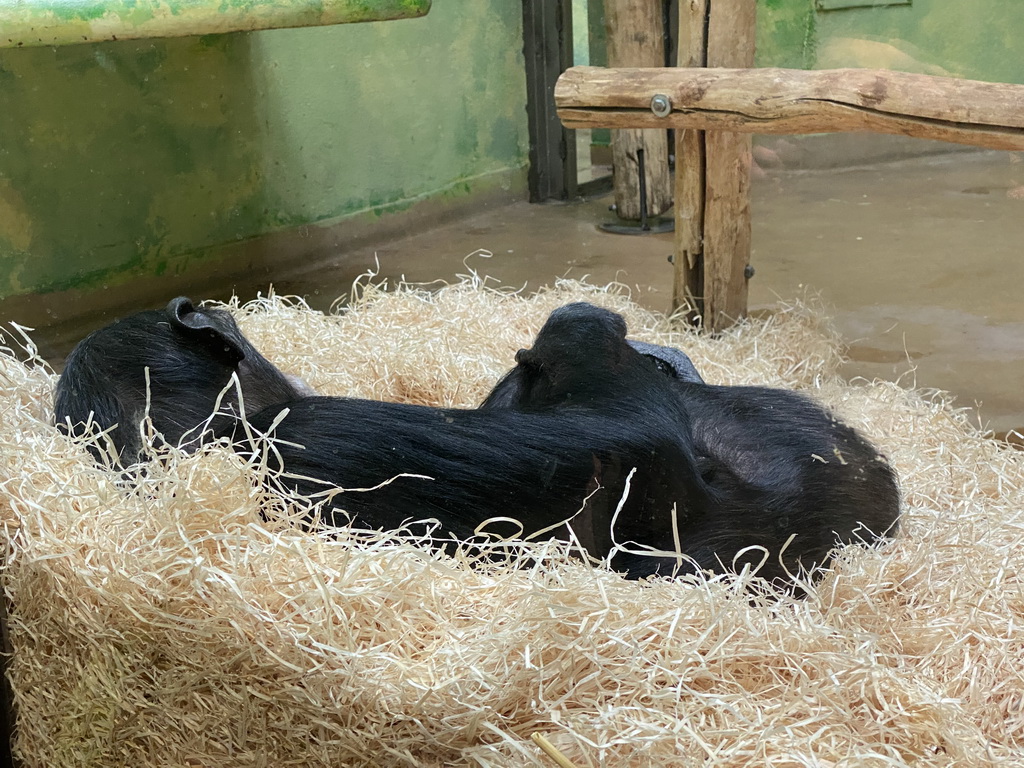 Chimpanzee at the Primate Building at the Antwerp Zoo