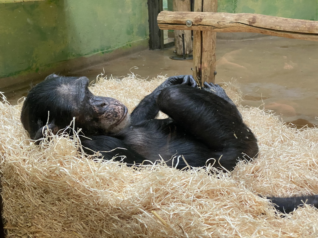 Chimpanzee at the Primate Building at the Antwerp Zoo