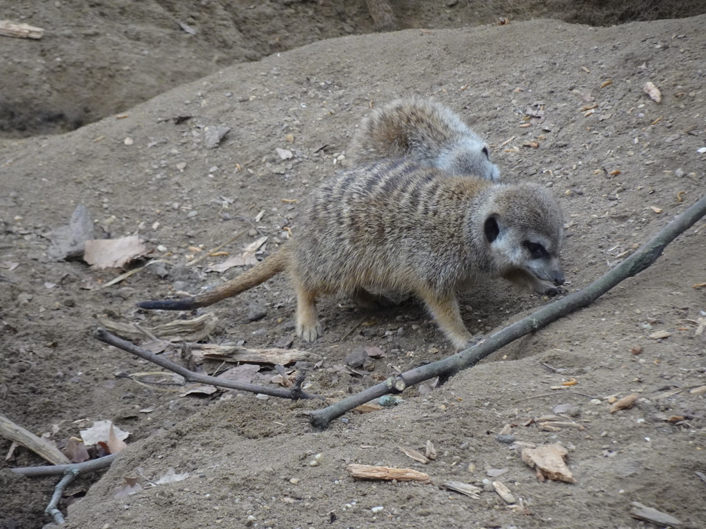 Meerkats at the Antwerp Zoo