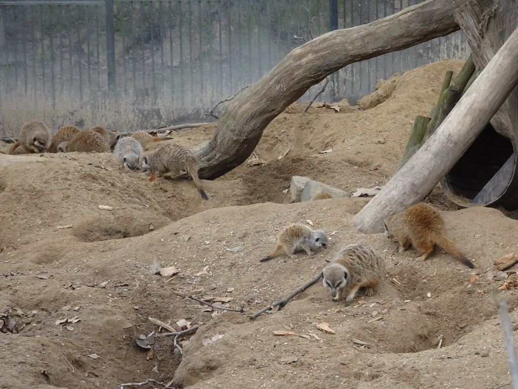 Meerkats at the Antwerp Zoo