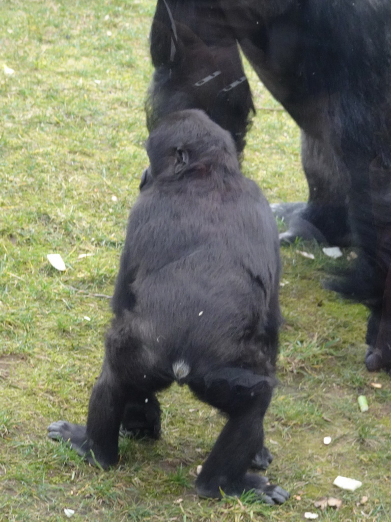 Young Gorilla at the Primate Enclosure at the Antwerp Zoo, during the feeding