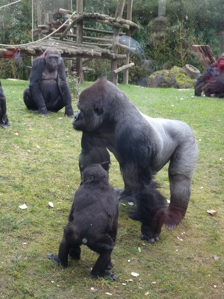 Gorillas at the Primate Enclosure at the Antwerp Zoo, during the feeding