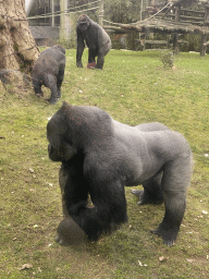 Gorillas at the Primate Enclosure at the Antwerp Zoo, during the feeding