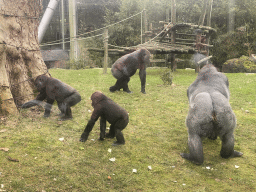 Gorillas at the Primate Enclosure at the Antwerp Zoo, during the feeding