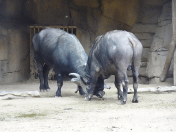 African Buffaloes fighting at the Savannah at the Antwerp Zoo