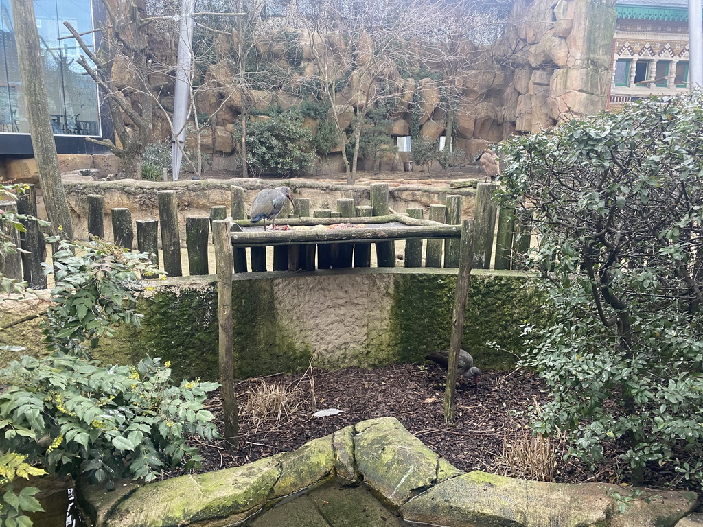 Hadada Ibises at the Savannah at the Antwerp Zoo