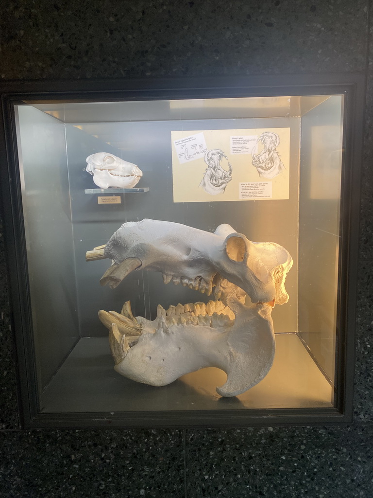 Hippopotamus skulls at the Hippotopia building at the Antwerp Zoo, with explanation