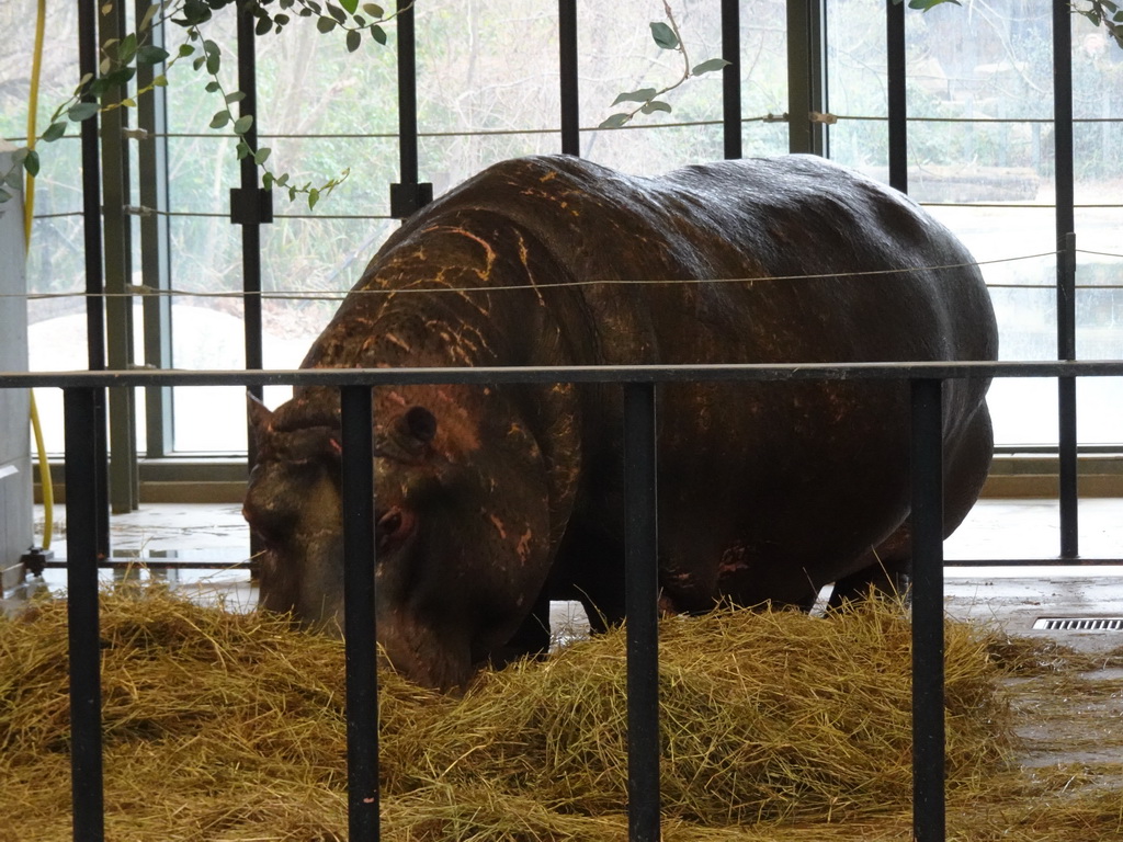 Hippopotamus at the Hippotopia building at the Antwerp Zoo