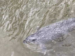 Sea Lion at the Antwerp Zoo