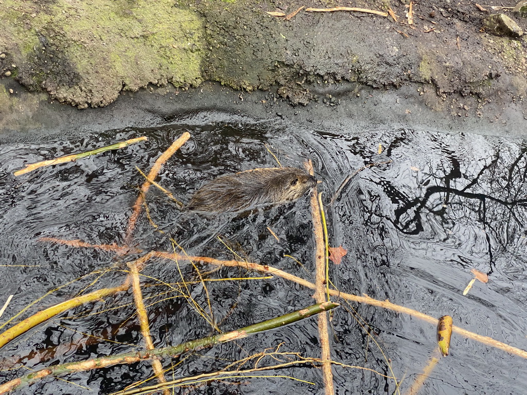 Coypu at the Antwerp Zoo