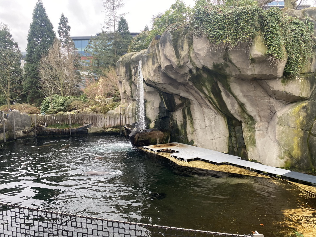 Sea Lions and waterfall at the Antwerp Zoo