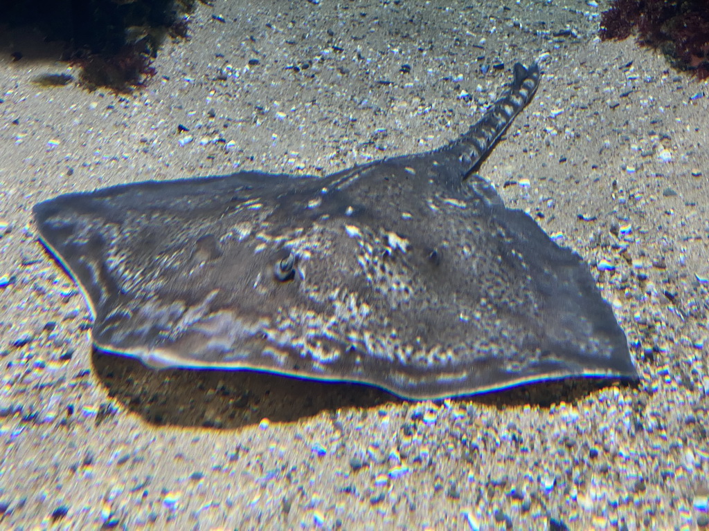 Stingray at the Aquarium of the Antwerp Zoo