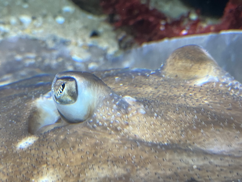 Eyes of a Stingray at the Aquarium of the Antwerp Zoo