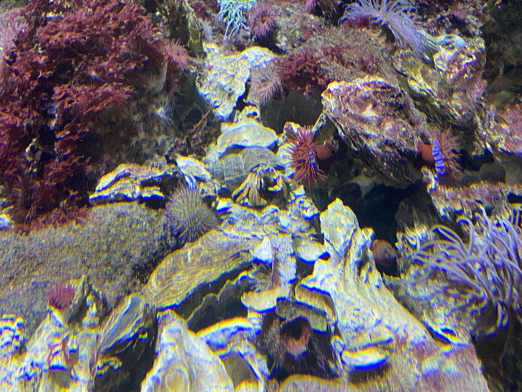 Hermit Crab and coral at the Aquarium of the Antwerp Zoo