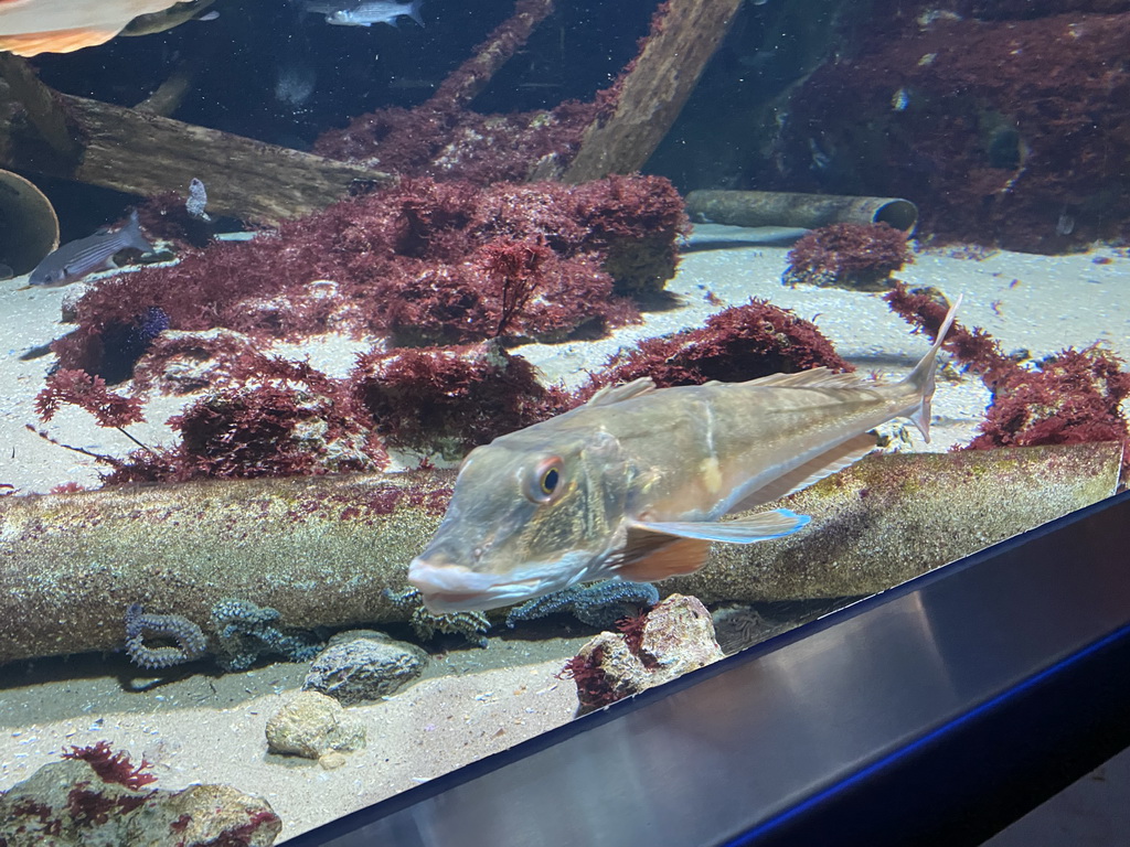 Fishes and Starfishes at the Aquarium of the Antwerp Zoo