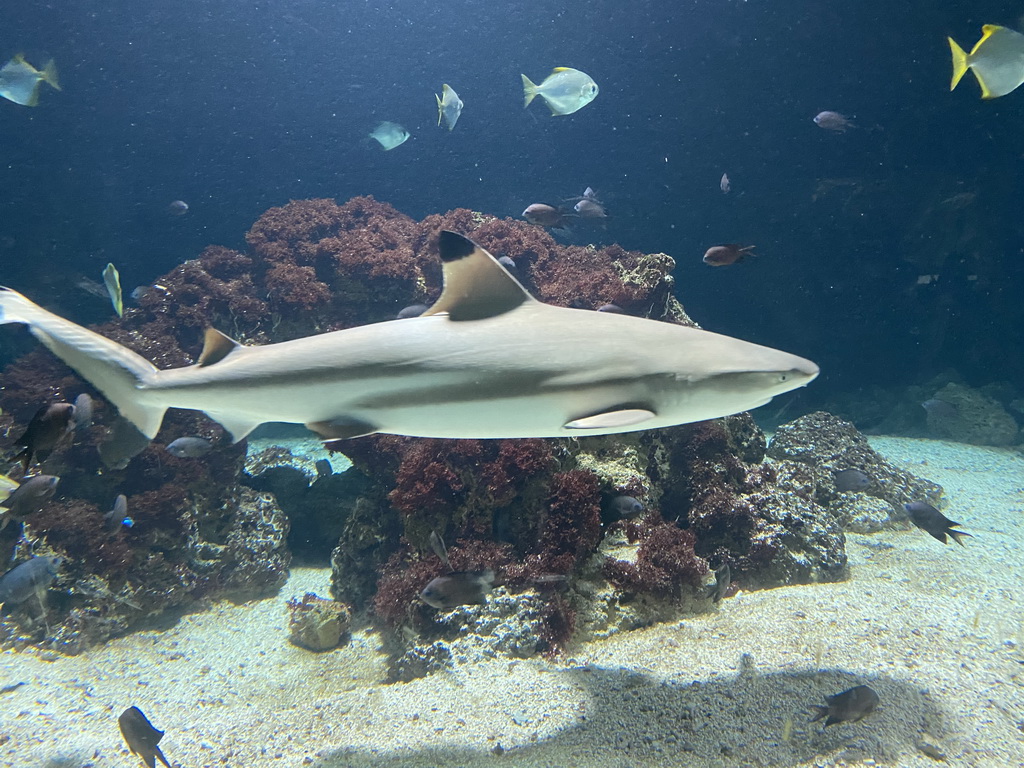 Shark and other fishes at the Aquarium of the Antwerp Zoo