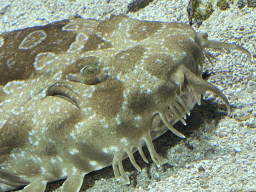 Head of a Spotted Wobbegong at the Aquarium of the Antwerp Zoo