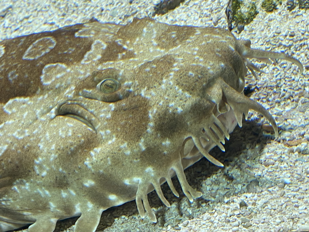 Head of a Spotted Wobbegong at the Aquarium of the Antwerp Zoo