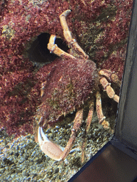 Crab at the Aquarium of the Antwerp Zoo