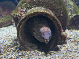 Moray Eel at the Aquarium of the Antwerp Zoo