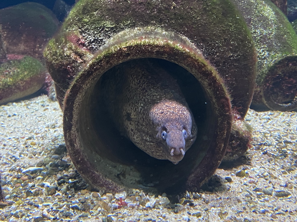 Moray Eel at the Aquarium of the Antwerp Zoo