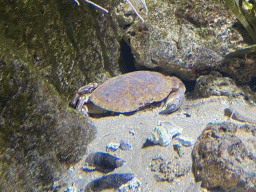 Crab at the Aquarium of the Antwerp Zoo