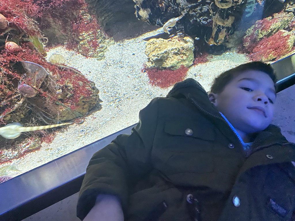 Max with Seahorses at the Aquarium of the Antwerp Zoo