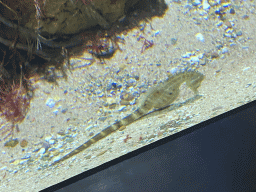 Seahorse at the Aquarium of the Antwerp Zoo