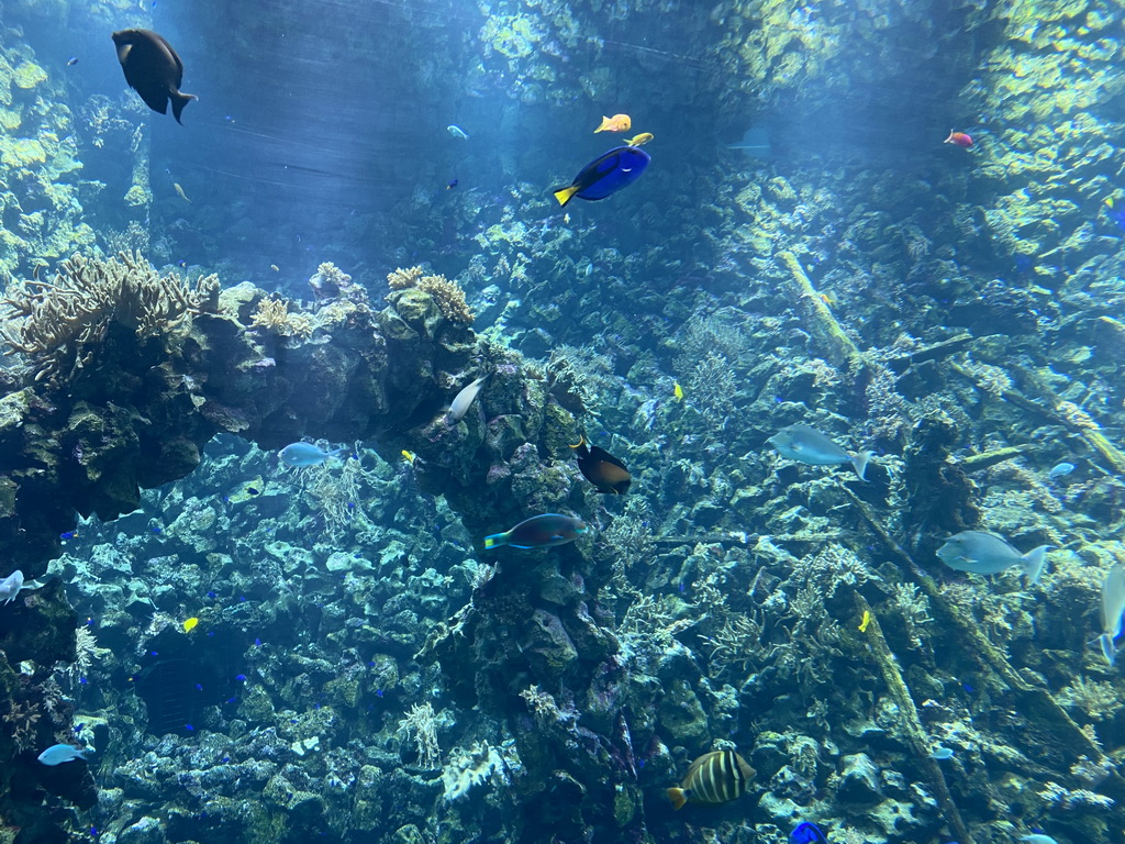 Fishes, coral and a ship wreck at the Reef Aquarium at the Aquarium of the Antwerp Zoo