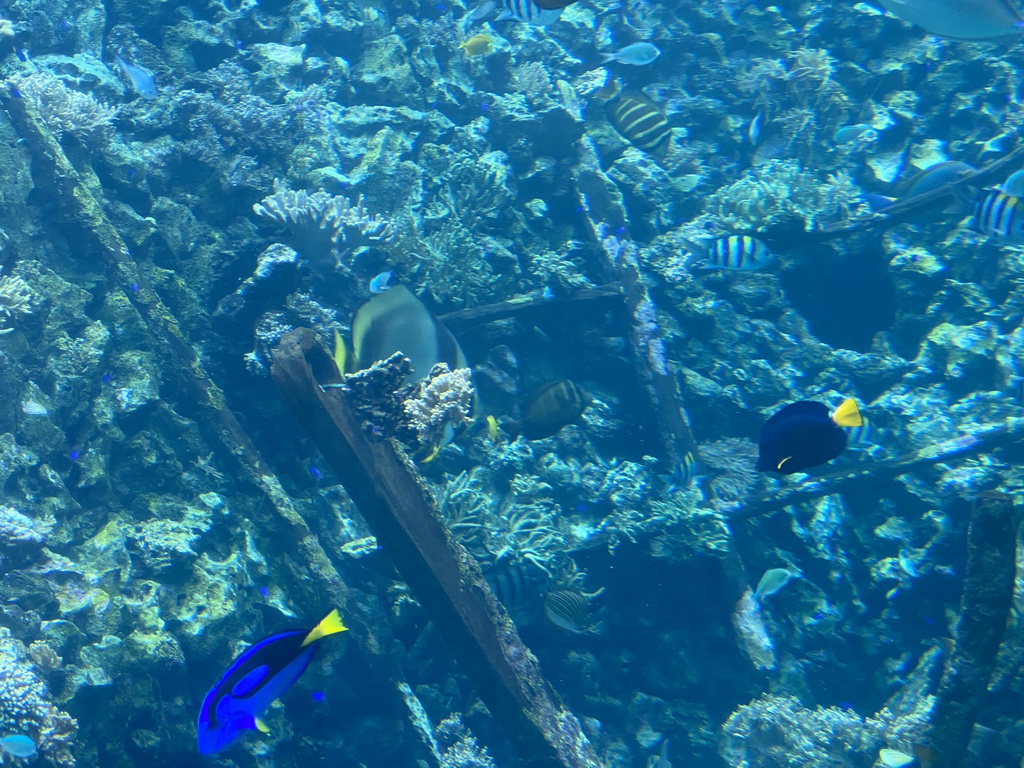 Fishes, coral and a ship wreck at the Reef Aquarium at the Aquarium of the Antwerp Zoo