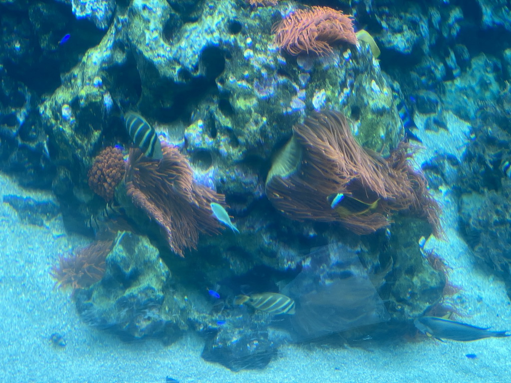 Fishes and coral at the Reef Aquarium at the Aquarium of the Antwerp Zoo