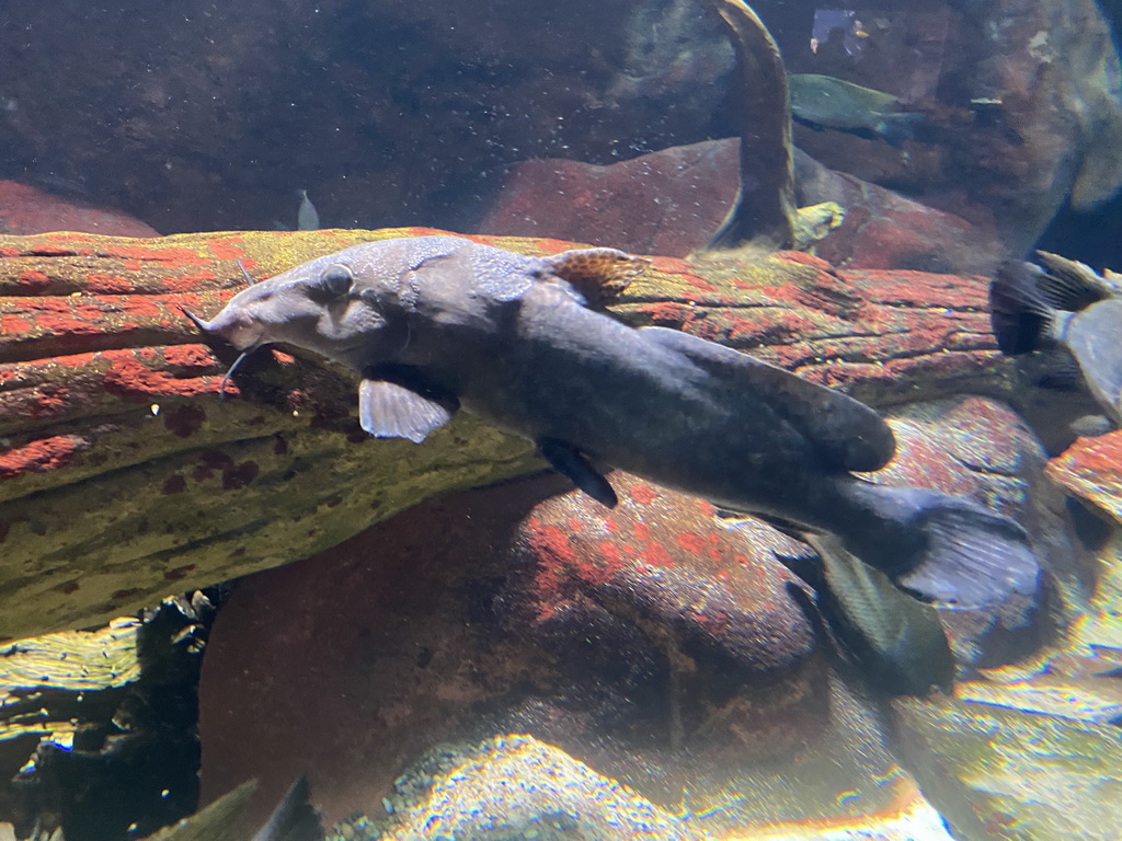 Catfish and other fishes at the Aquarium of the Antwerp Zoo