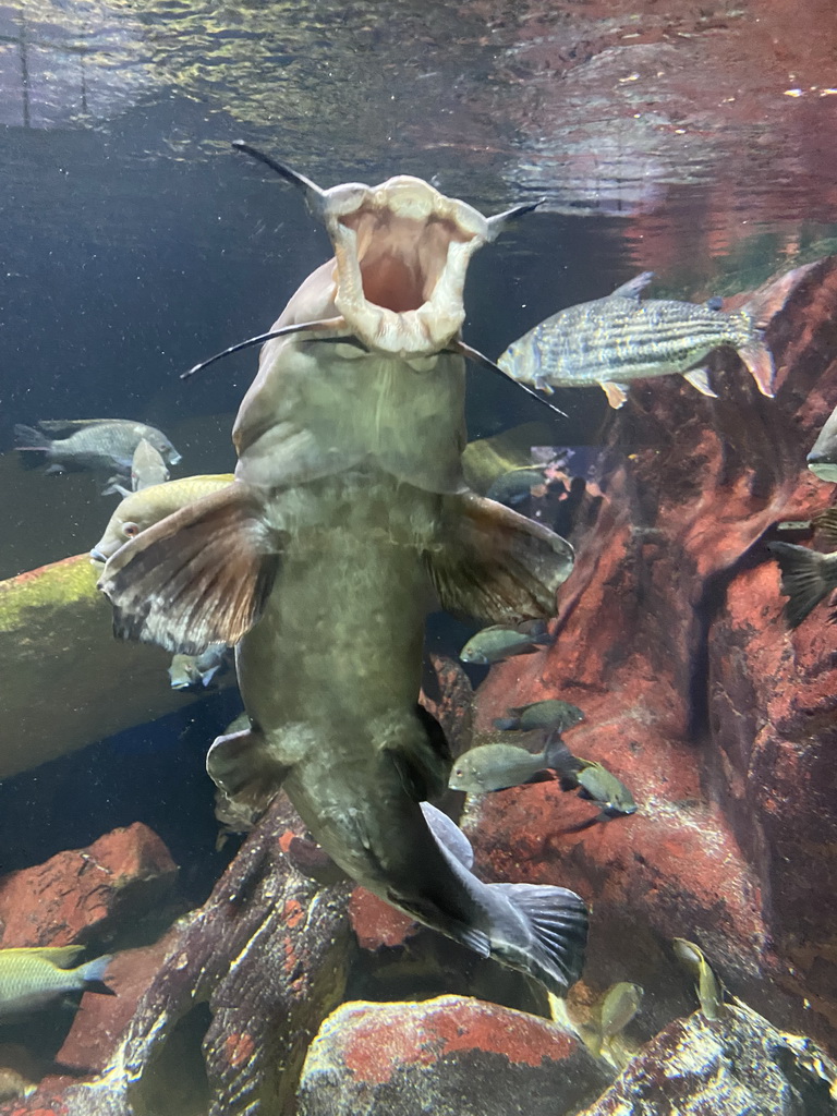 Catfish and other fishes at the Aquarium of the Antwerp Zoo