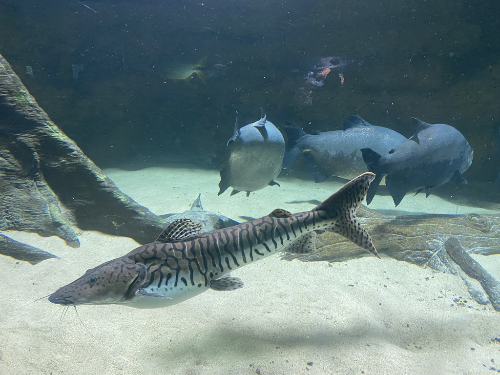 Catfish and other fishes at the Aquarium of the Antwerp Zoo