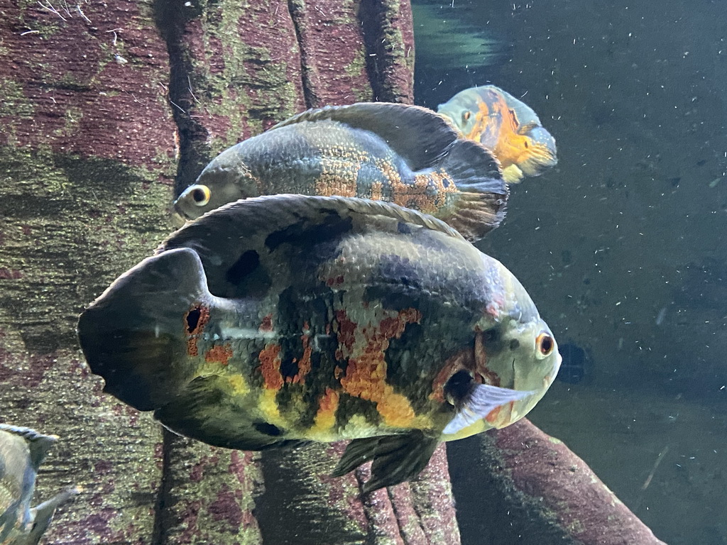 Piranhas at the Aquarium of the Antwerp Zoo