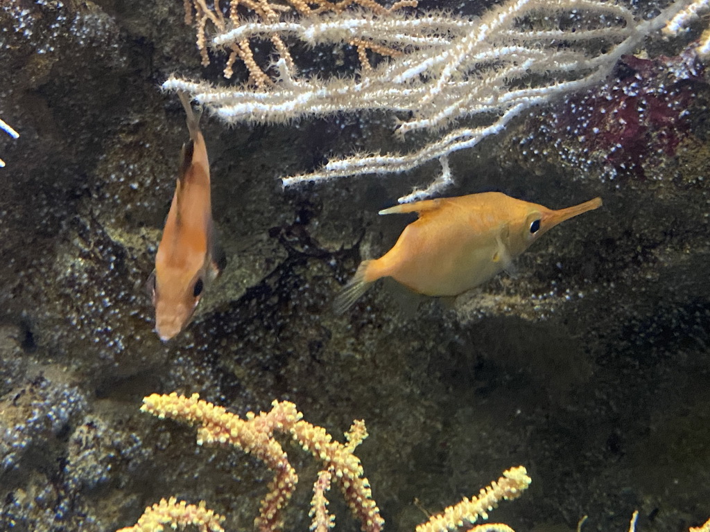 Fishes at the Aquarium of the Antwerp Zoo