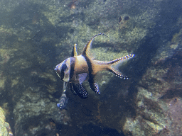 Banggai Cardinalfishes at the Aquarium of the Antwerp Zoo