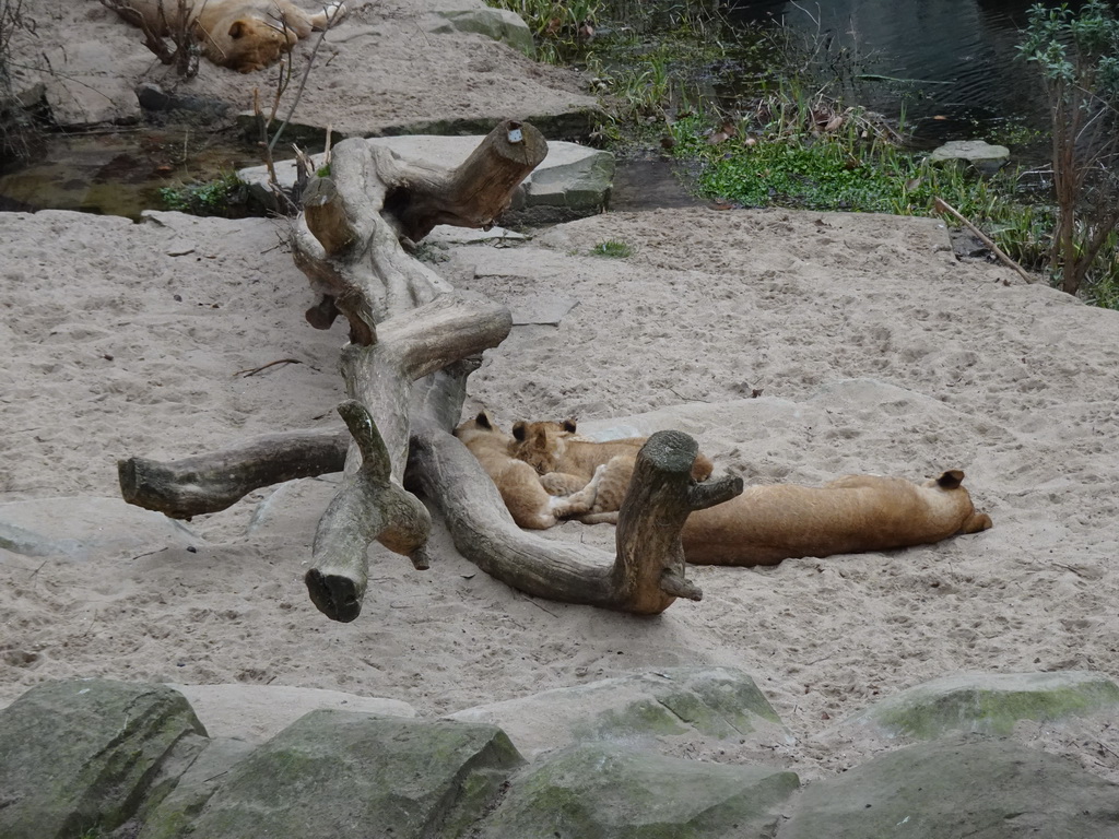 Lions at the Antwerp Zoo