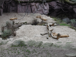 Lions at the Antwerp Zoo