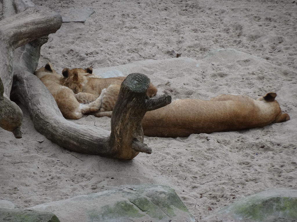 Young Lions at the Antwerp Zoo