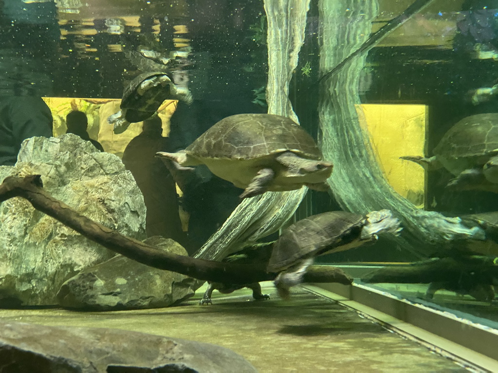 Turtles under water at the Reptile House at the Antwerp Zoo