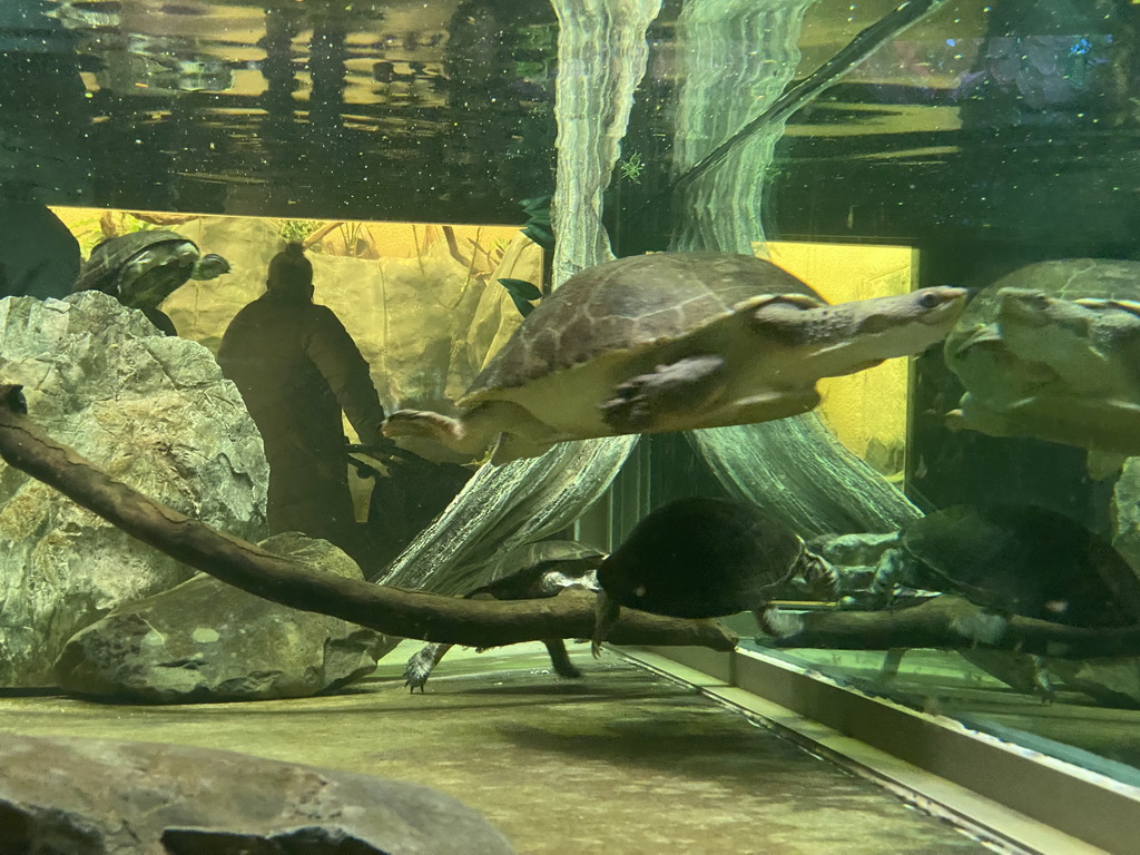 Turtles under water at the Reptile House at the Antwerp Zoo